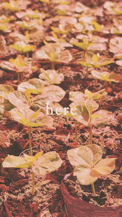 here Blend